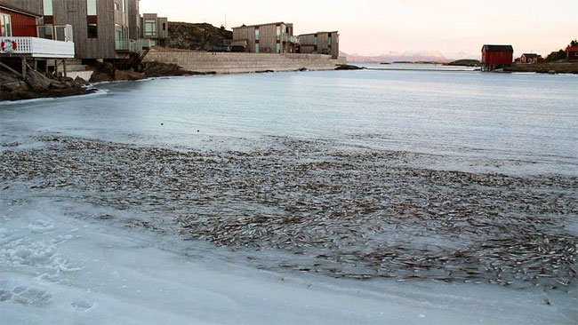 Hàng ngàn con cá tuyết đã mất mạng khi nước đóng băng