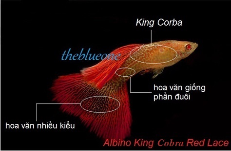 Cá bảy màu Albino King Corba Red Lace