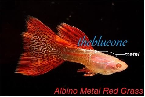 Cá bảy màu dòng Albino Metal Red Grass