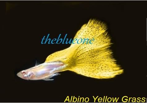 Cá bảy màu dòng Albino Yellow Grass