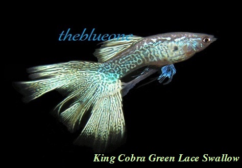 Cá bảy màu King Corba Green Lace Swallow