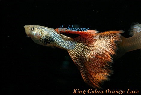 Cá bảy màu King Corba Orange Lace