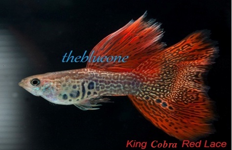 Cá bảy màu King Corba Red Lace
