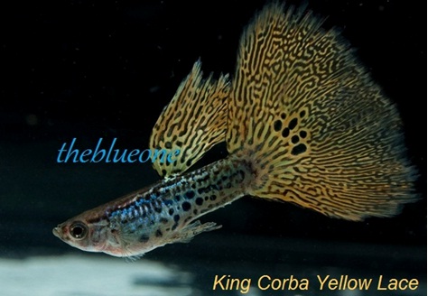 Cá bảy màu King Corba Yellow Lace