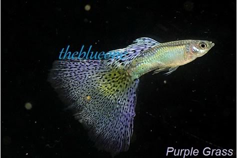 Cá bảy màu dòng Purple Grass