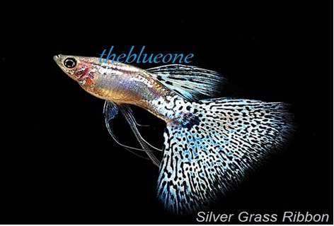 Cá bảy màu dòng Silver Grass Ribbon