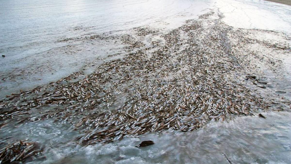 Đàn cá khổng lồ bị đóng băng khi đang bơi trên mặt nước