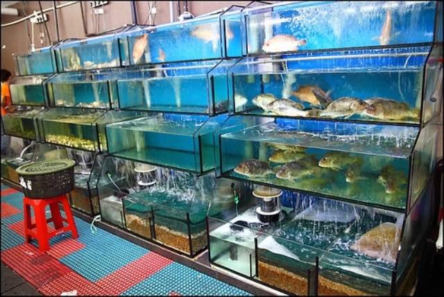 Bể hải sản được trang bị hệ thống lọc chuyên nghiệp nâng cao chất lượng hải sản