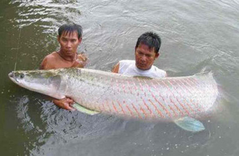 Thú chơi cá cảnh khủng nặng 2 tấn của đại gia Sài thành