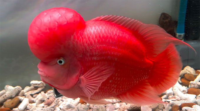 Màu sắc, kích thước đầu cá la hán chịu tác động bởi chế độ dinh dưỡng