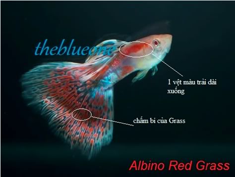 Cá bảy màu dòng Albino Red Grass