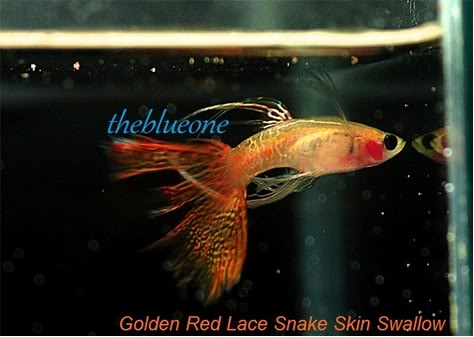 Cá bảy màu Golden Red Lace Snake Skin Swallow