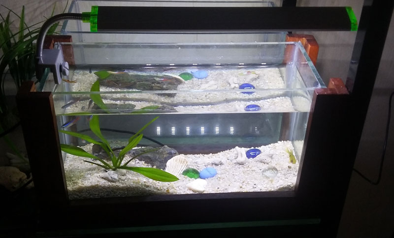 Bể cá mini sử dụng đèn led kẹp