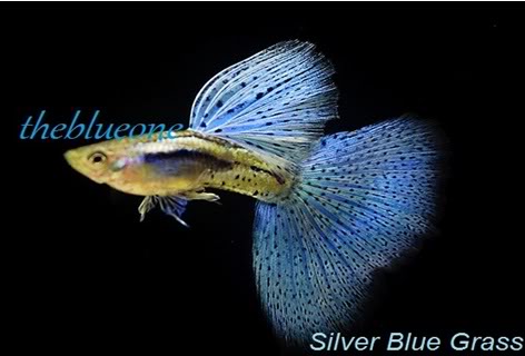Cá bảy màu dòng Silver Blue Grass