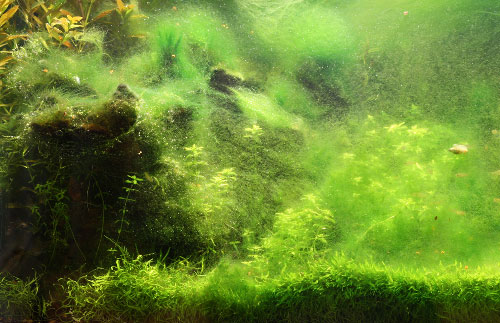 Bể cá bị rêu xanh phải làm sao để sạch rêu