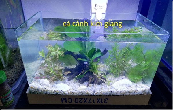Bể cá cảnh mini giá rẻ tại Hà Nội