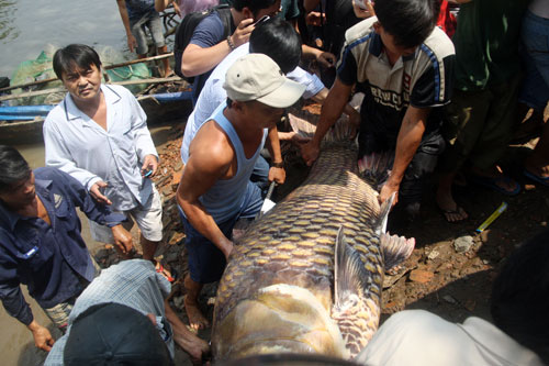 Bắt được cá Hô khổng lồ ở Sài Gòn bán gần 200 triệu