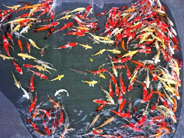 Bán và cung cấp các loại cá koi mini tại Hà Nội - Bán cá koi size nhỏ
