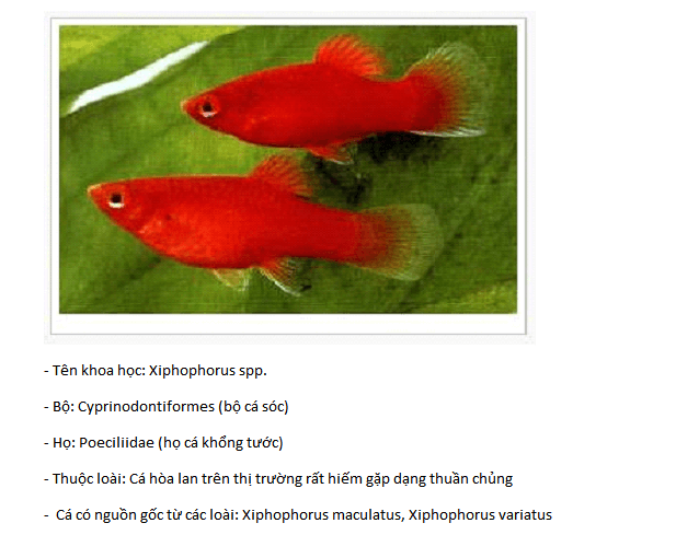giới thiệu giống cá mún đỏ