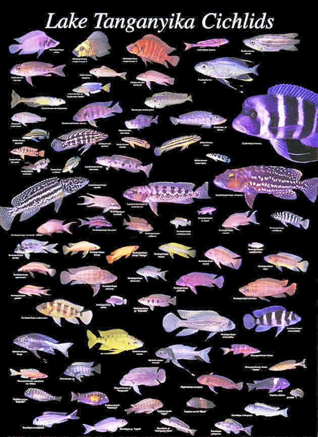 Danh mục các loại cá thuộc họ hàng gần với ali