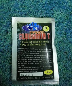 Thuốc Cloramin T trị nấm mang ở cá