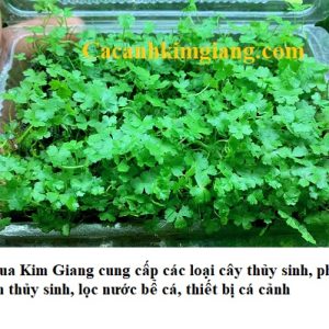 Cây thủy sinh rau má hương