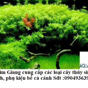 Cây thủy sinh vảy ốc xanh