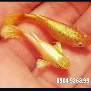 Cá 7 màu full gold đẹp giá rẻ tại Hà Nộ