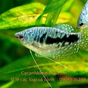 Cá sặc xanh