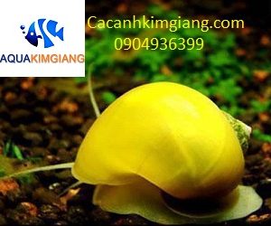 ốc táo vàng dũng sĩ diệt rêu vệ sinh bể cá