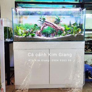 Bể thủy sinh 1m