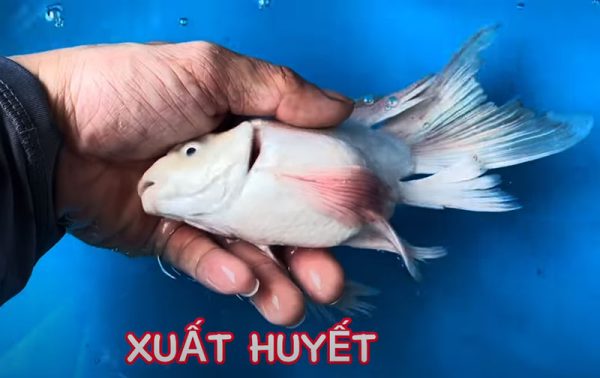 Cá chép sư tử bị xuất huyết