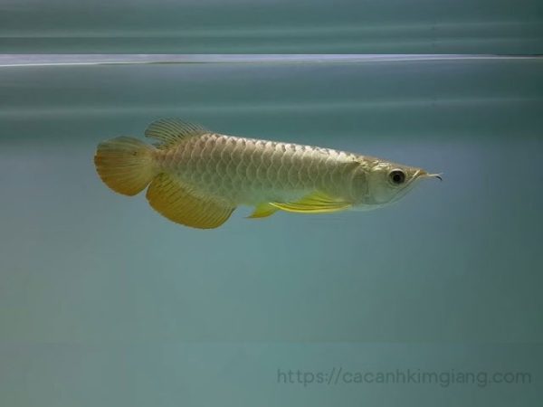 Cá kim long quá bối Size 30cm